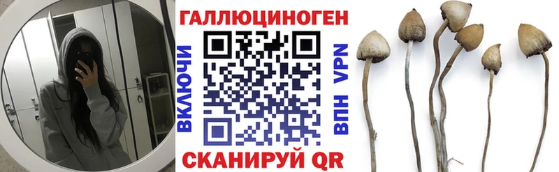 Галлюциногенные грибы Psilocybine cubensis где продают наркотики Фокино